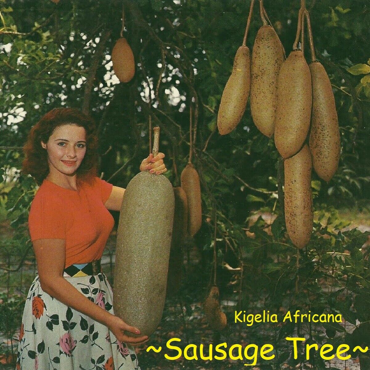 Kigelia africana – Sausage Tree – Buy seeds at