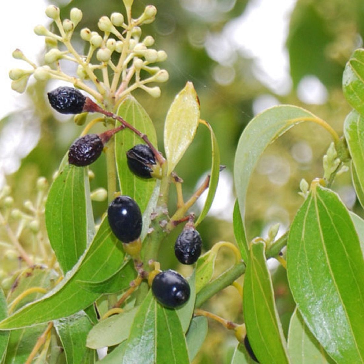 Polynesian Produce Stand : ~Ceylon CINNAMON Tree~ LIVE SPICE TREE ...