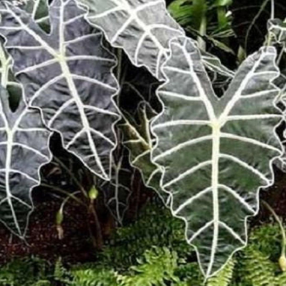 Alocasia African Mask Plant