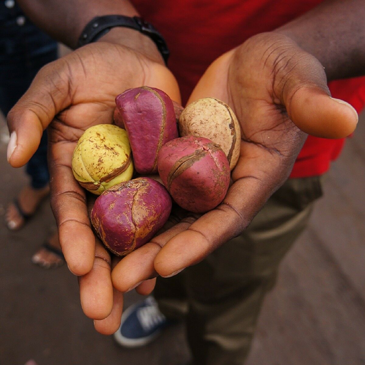 Polynesian Produce Stand BITTER KOLA Garcinia kola African