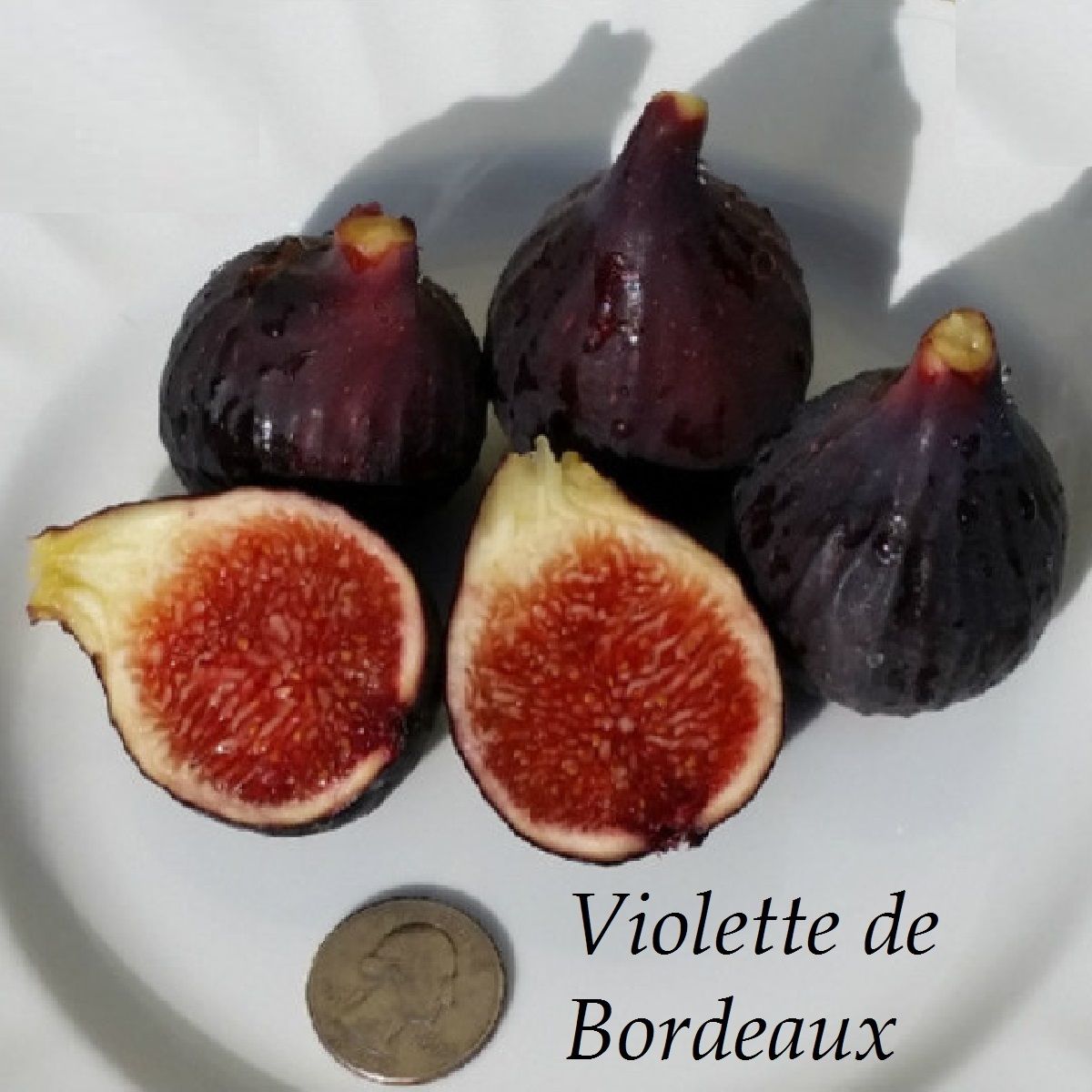 Polynesian Produce Stand Violette Du Bordeaux FIG TREE Ficus Carica 