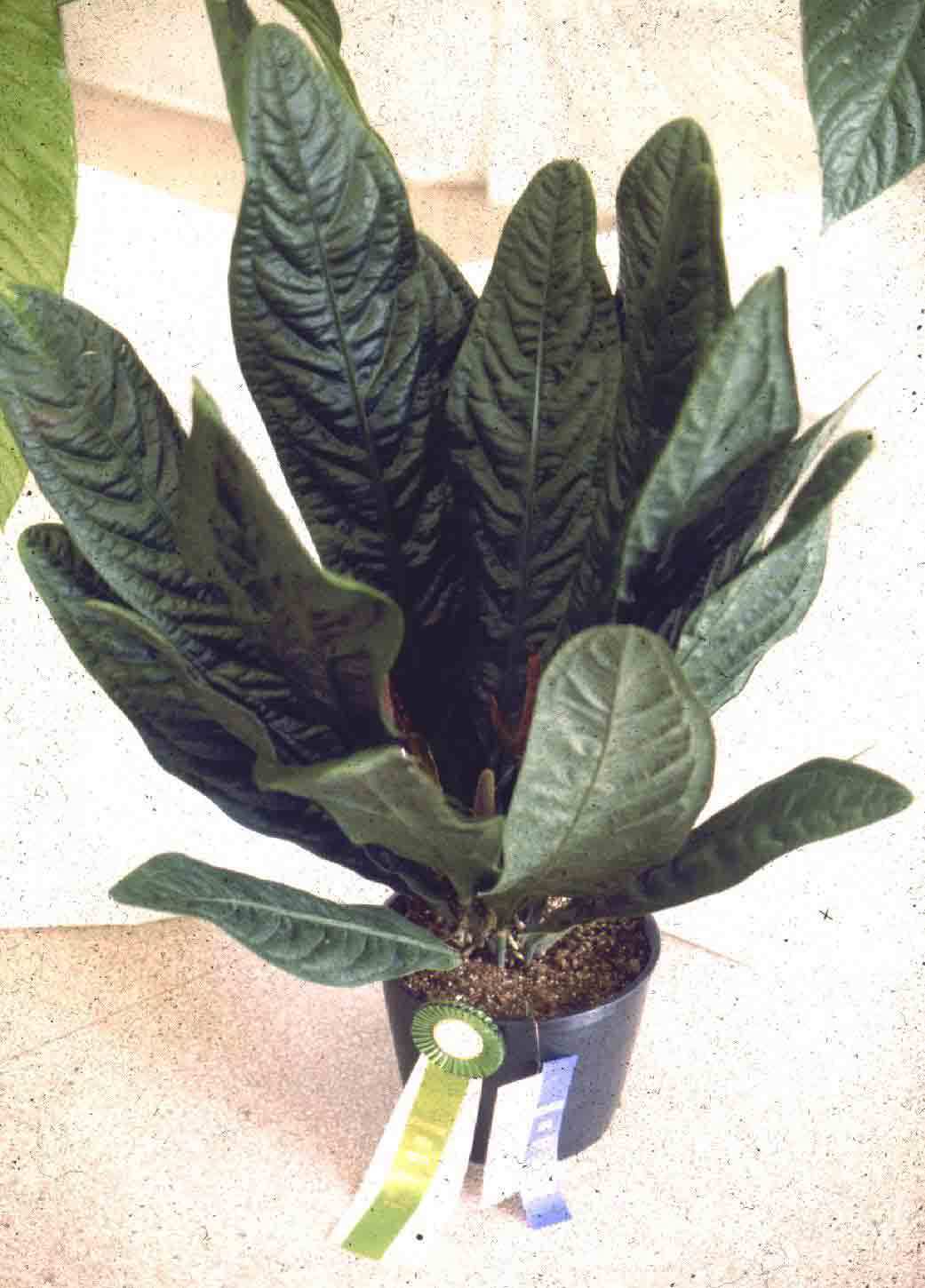 Polynesian Produce Stand SUPERBUM  Anthurium  