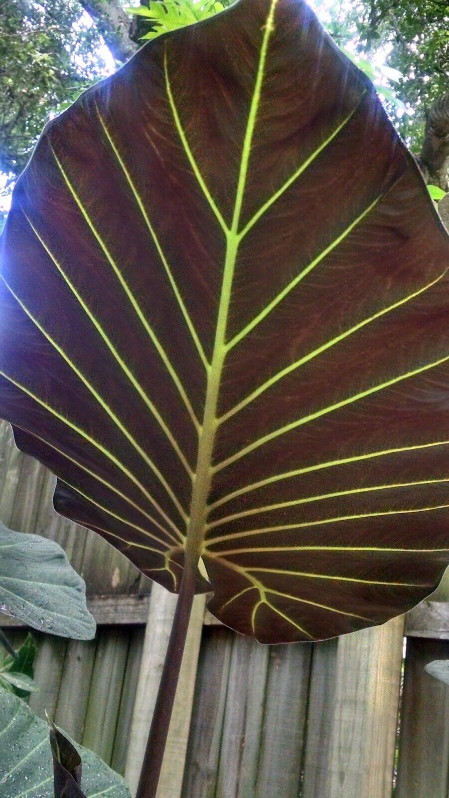 Polynesian Produce Stand : ~Regal Sheilds~ hybrid Alocasia Taro