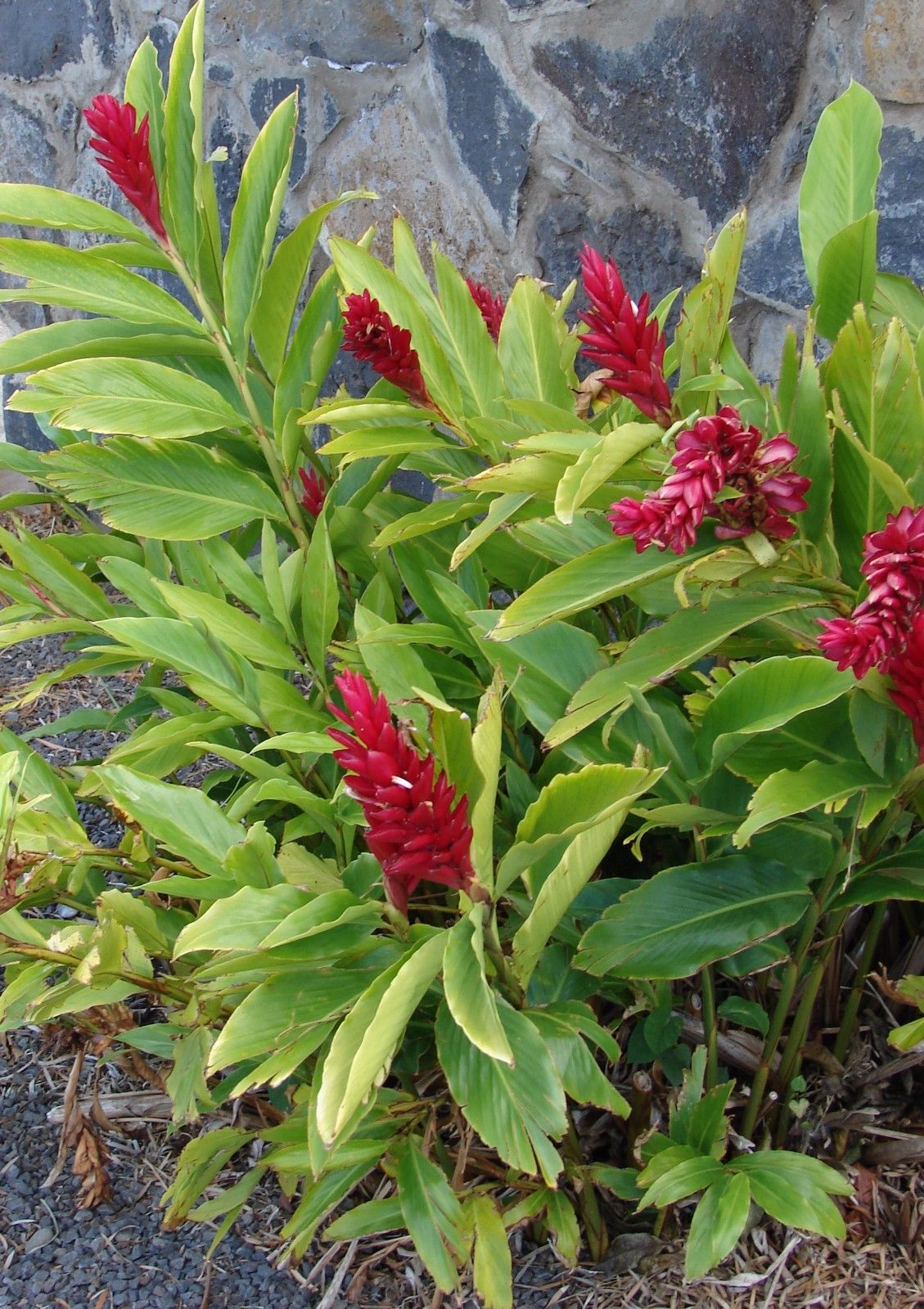 Polynesian Produce Stand : ~RED GINGER~ ALPINIA PURPURATA~ Sml PLANT