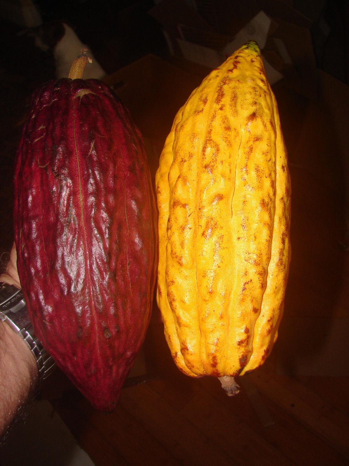 ~Chocolate Tree~ Theobroma Cacao CRIOLLO BIGGER NICER 18-24+in Plant from HAWAII