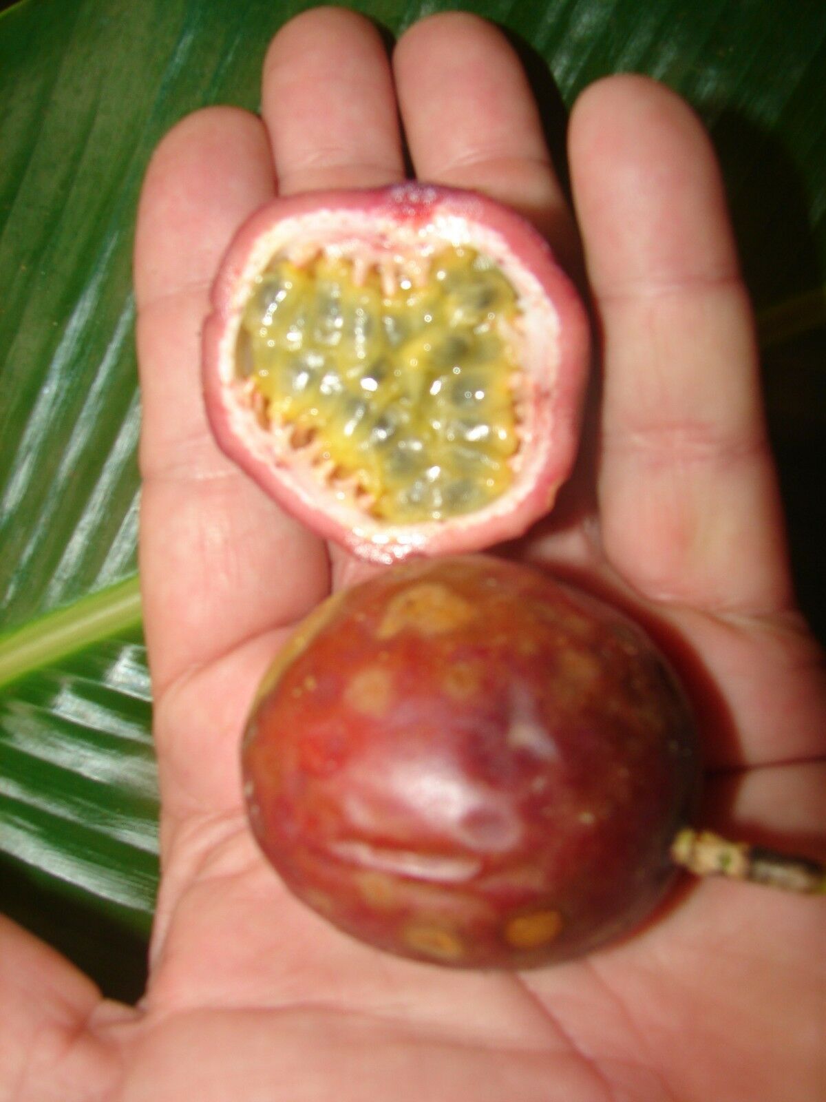 thumbnail image 2 of 25 Organic Purple Passion Fruit Seeds - Passiflora Edulis - Fresh 2023/24 Crop (US Seller) 2 of 5