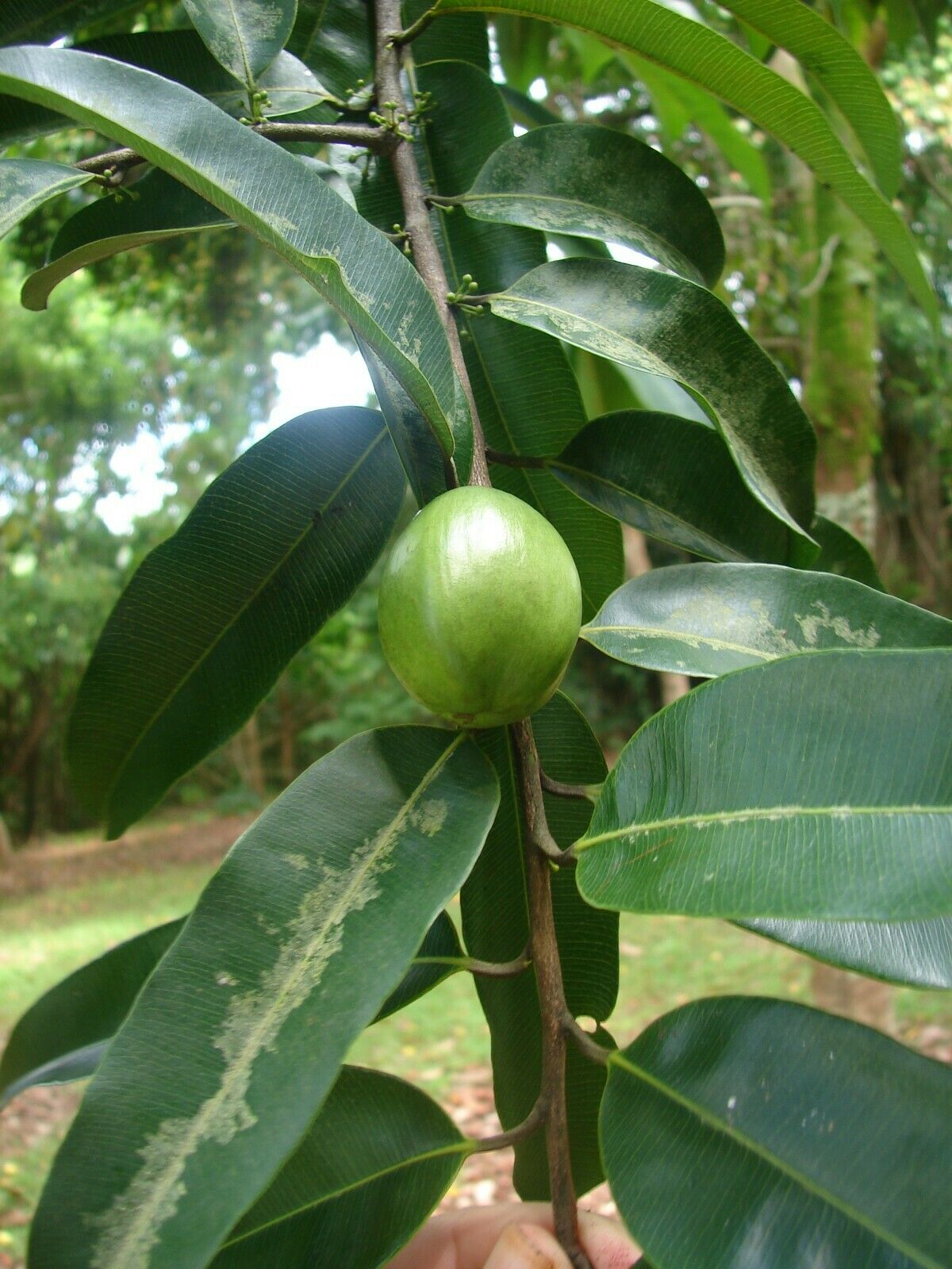 Polynesian Produce Stand LAWULU Chrysophyllum 