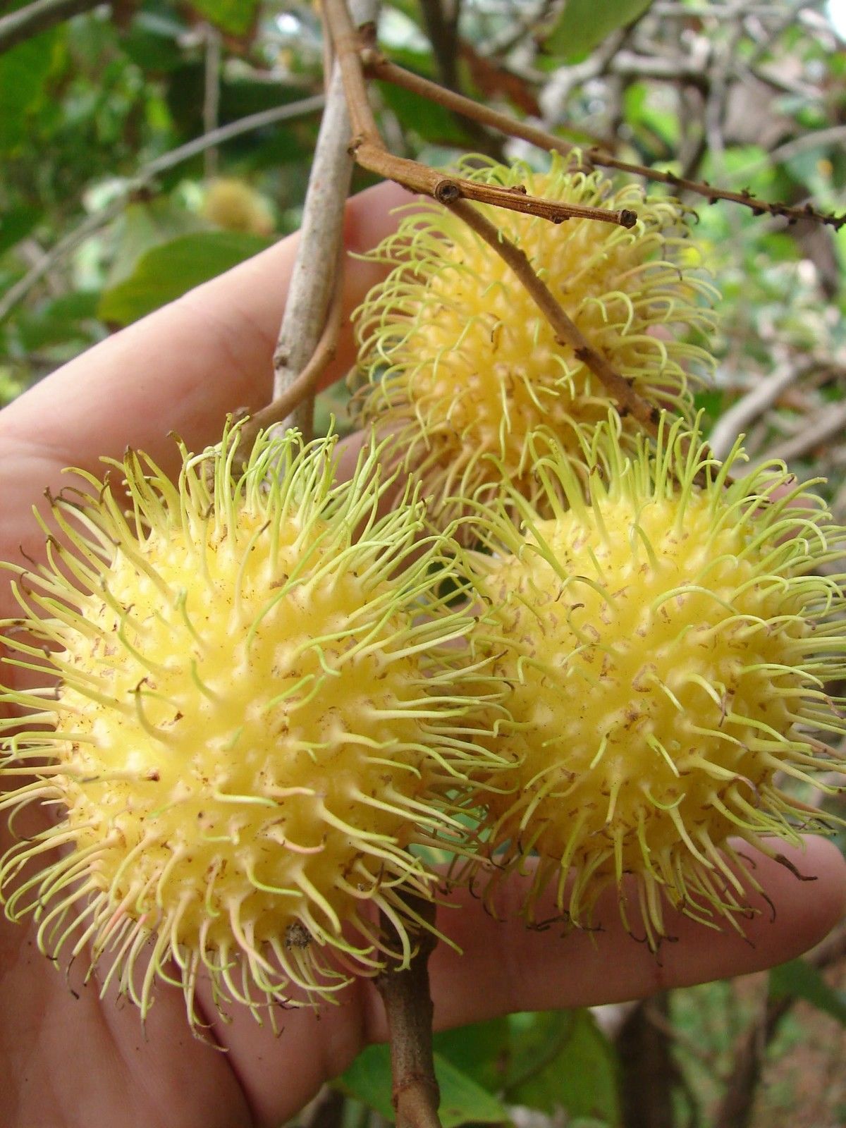 Rambutan plant information