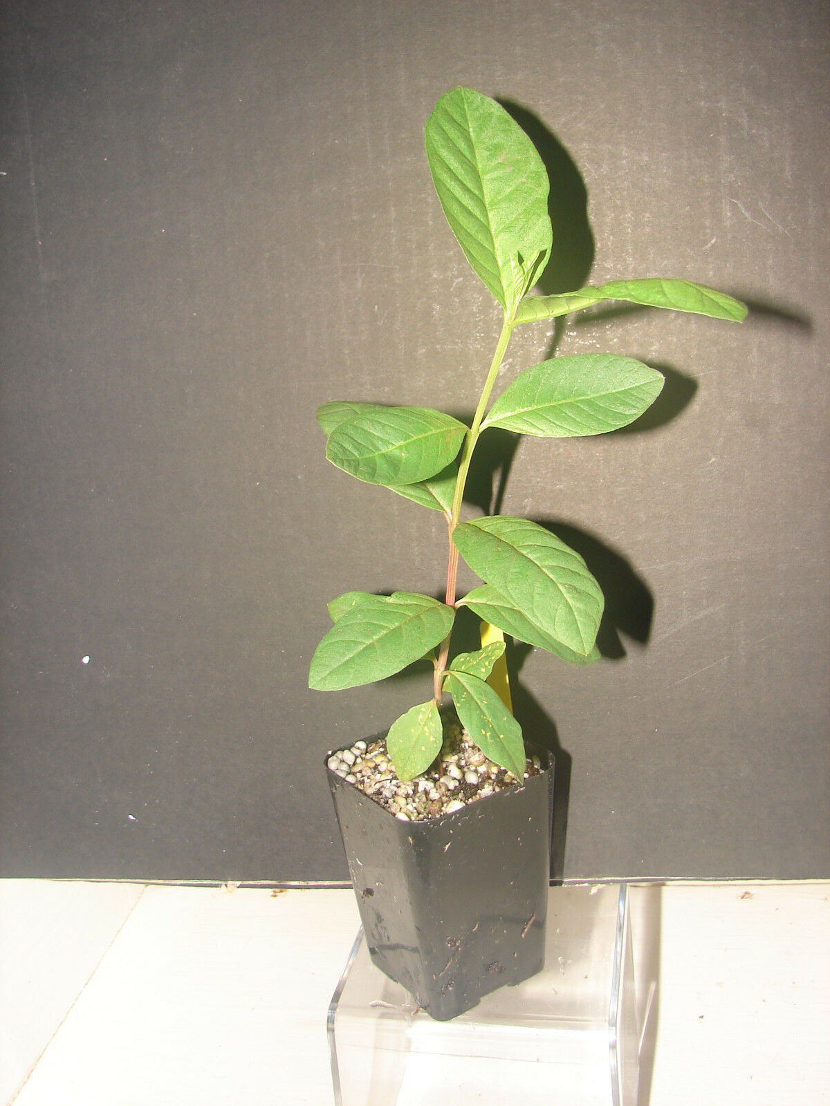 ~EGYPTIAN GUAVA~ Fruit Tree cv Bassateen El Sabahia LIVE potd sml starter Plant 