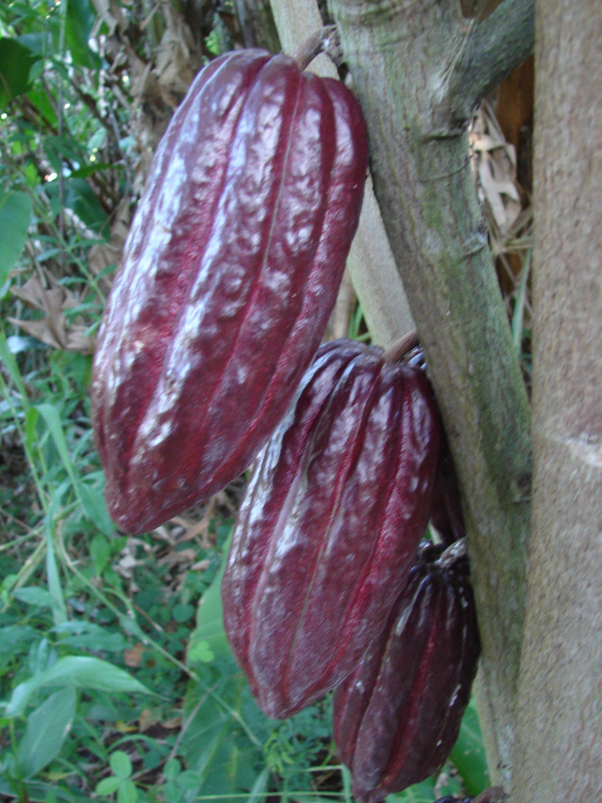 ~Chocolate Tree~ Theobroma Cacao CRIOLLO BIGGER NICER 18-24+in Plant from HAWAII