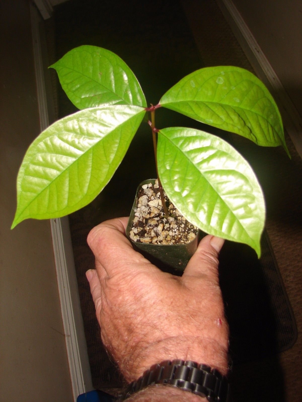 Polynesian Produce Stand : ~GIANT LAULAU~ Syzygium megacarpa RARE FRUIT TREE Red Java Pear LIVE 