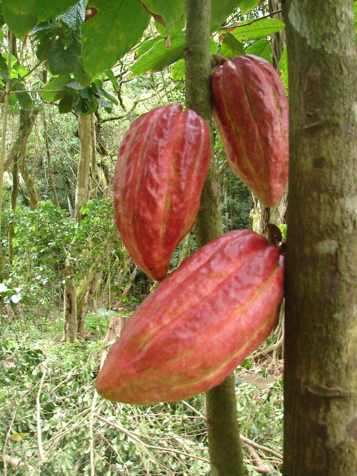 Polynesian Produce Stand : ~Theobroma Cacao~ Cocoa Chocolate Tree ...