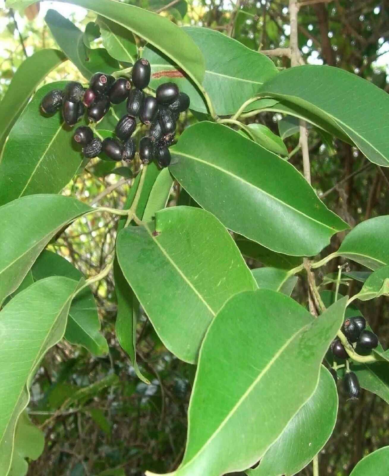 polynesian-produce-stand-jamun-syzygium-cumini-java-plum-jambolan