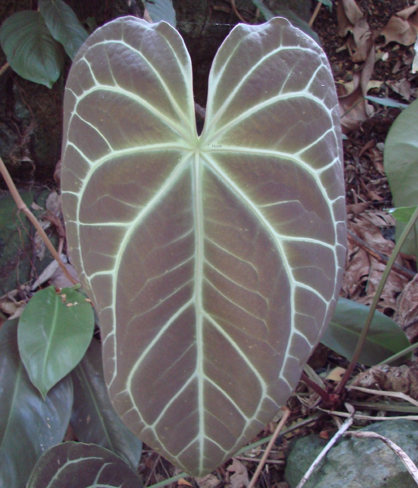 Polynesian Produce Stand : ~ACE of SPADES~ Anthurium Regale SPECTACULAR