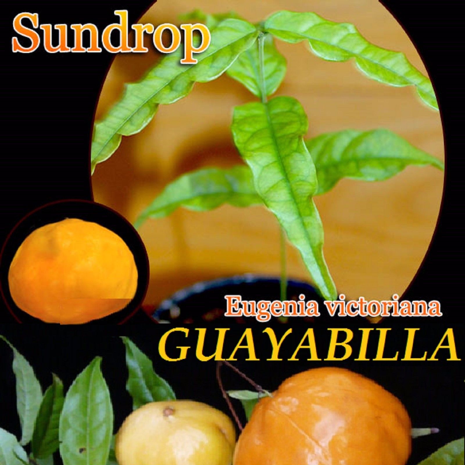 ~GUAYABILLA~ Eugenia victoriana SUNDROP FRUIT TREE Live small Potd Starter Plant