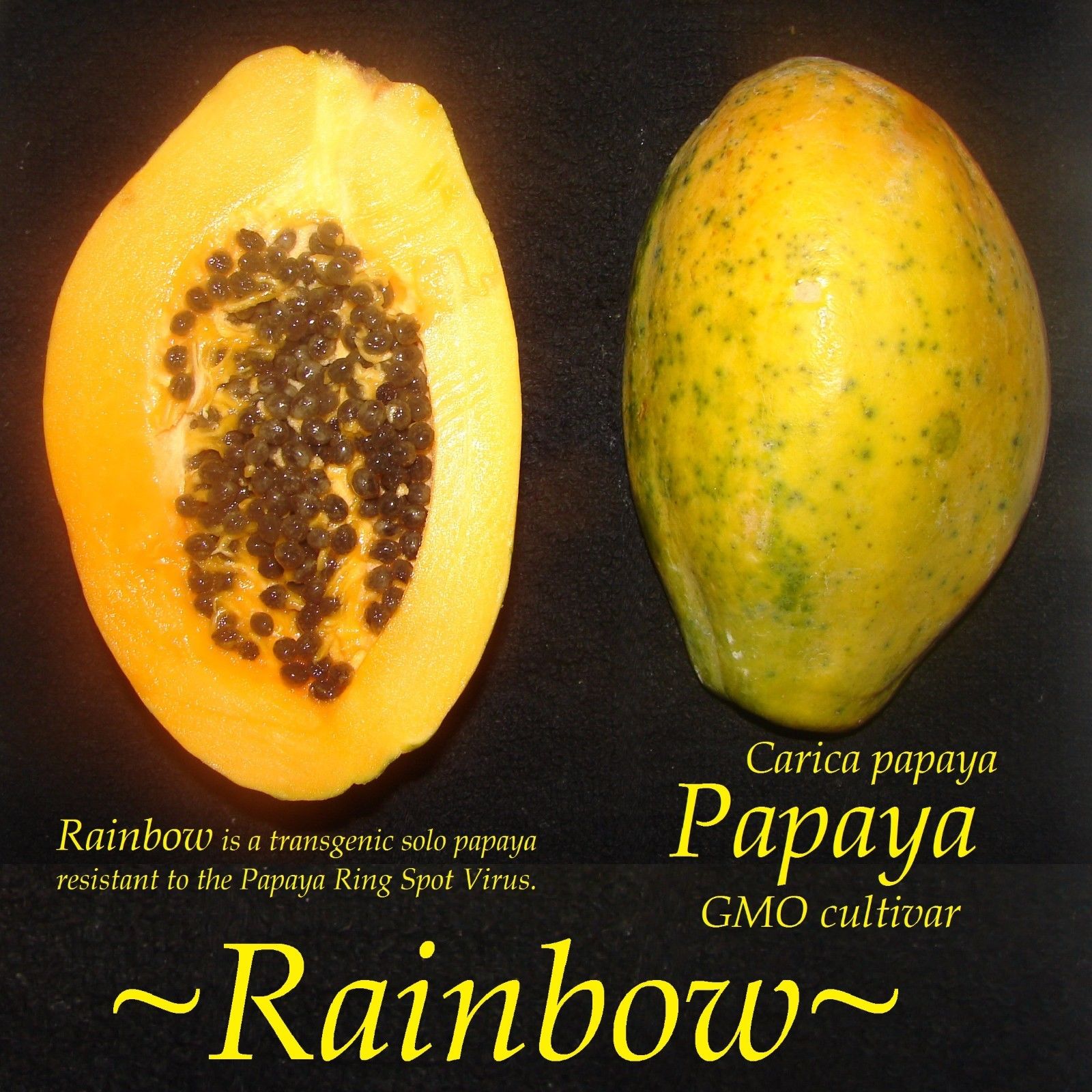 Polynesian Produce Stand : ~RAINBOW PAPAYA~ GMO Ring Spot