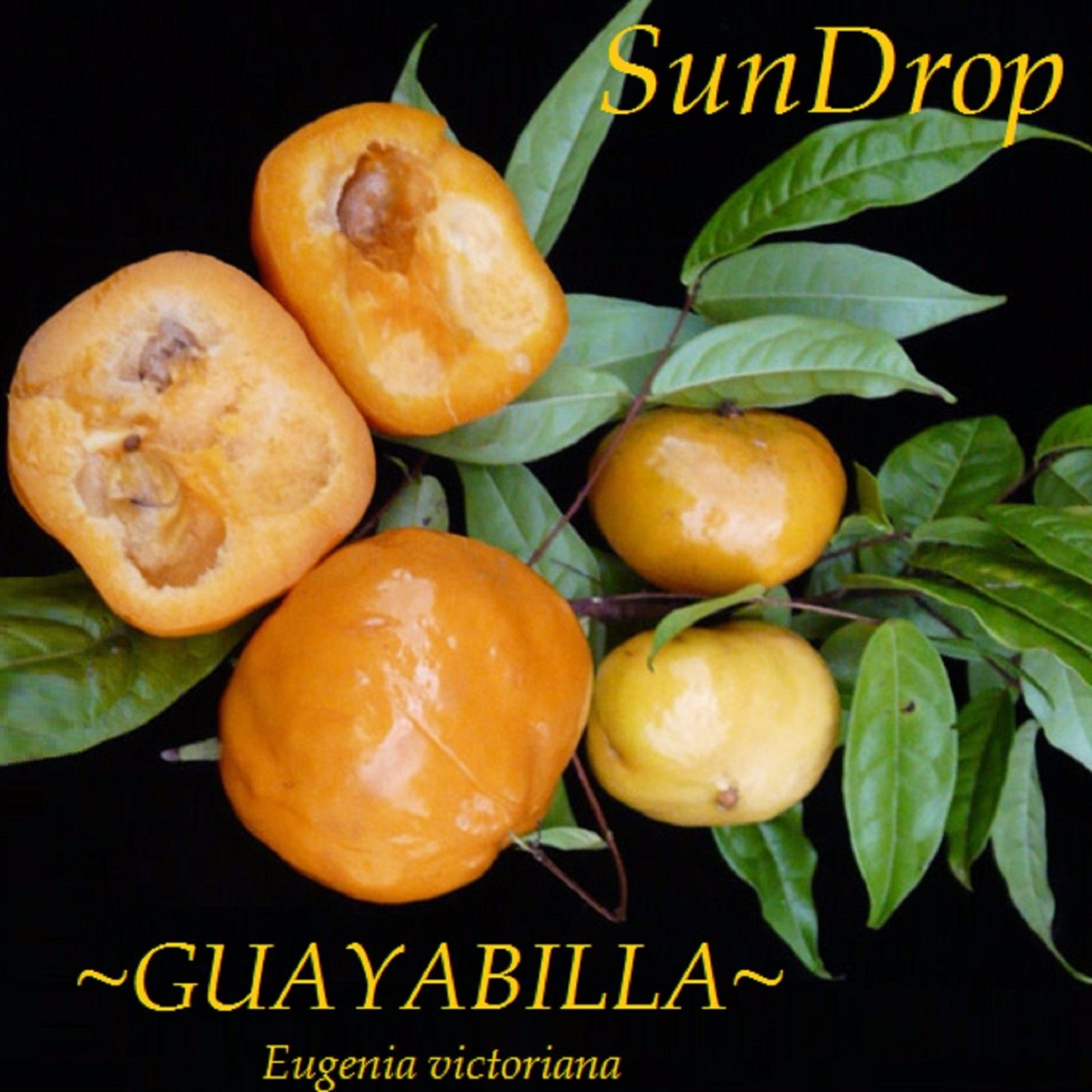 Polynesian Produce Stand : ~GUAYABILLA~ Eugenia victoriana SUNDROP