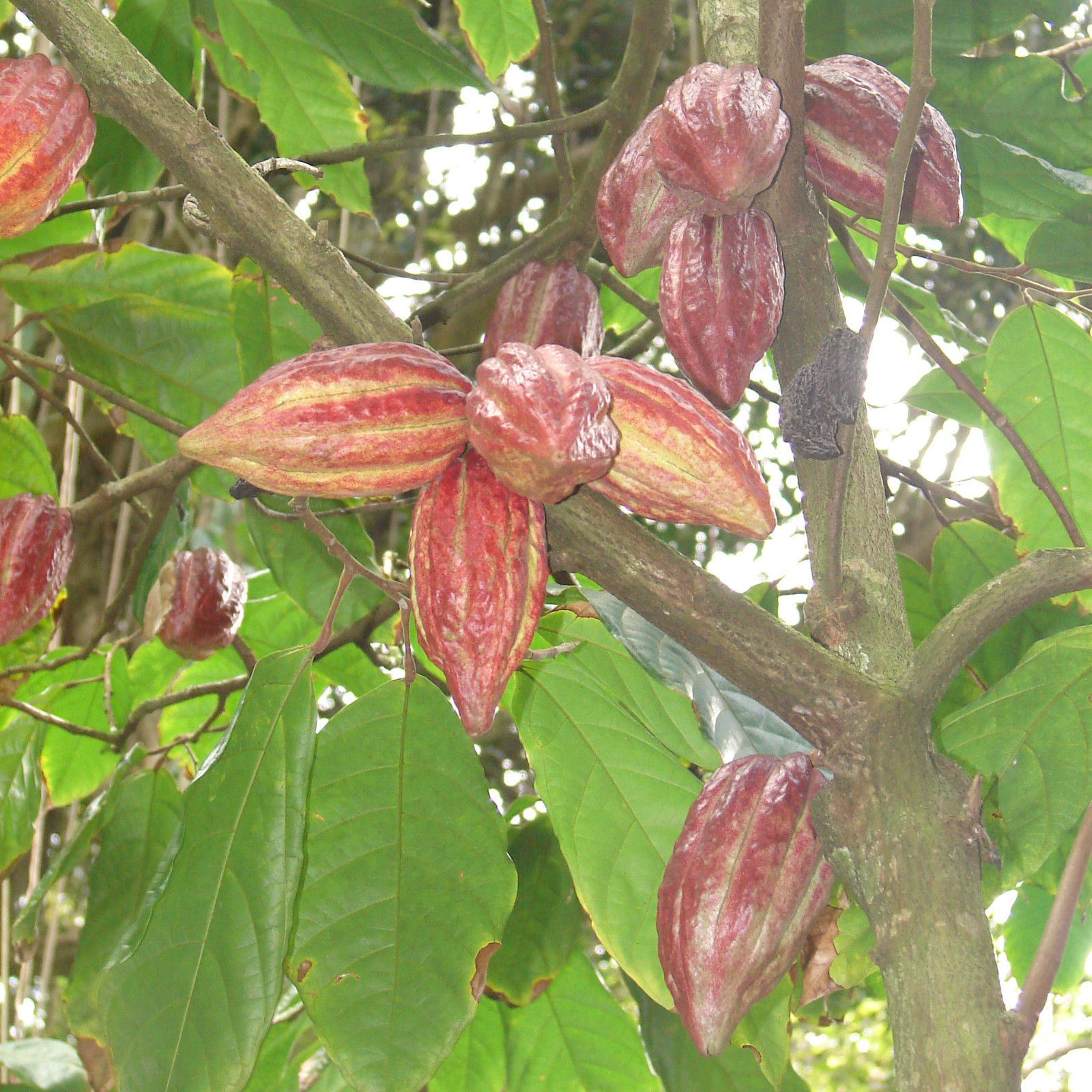 Polynesian Produce Stand : ~Chocolate Tree~ Theobroma Cacao CRIOLLO ...