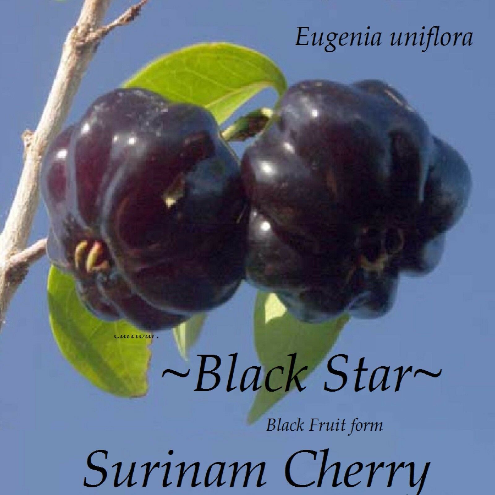 Polynesian Produce Stand ~black Star~ Surinam Cherry Fruit Tree Eugenia Uniflora Small Potd