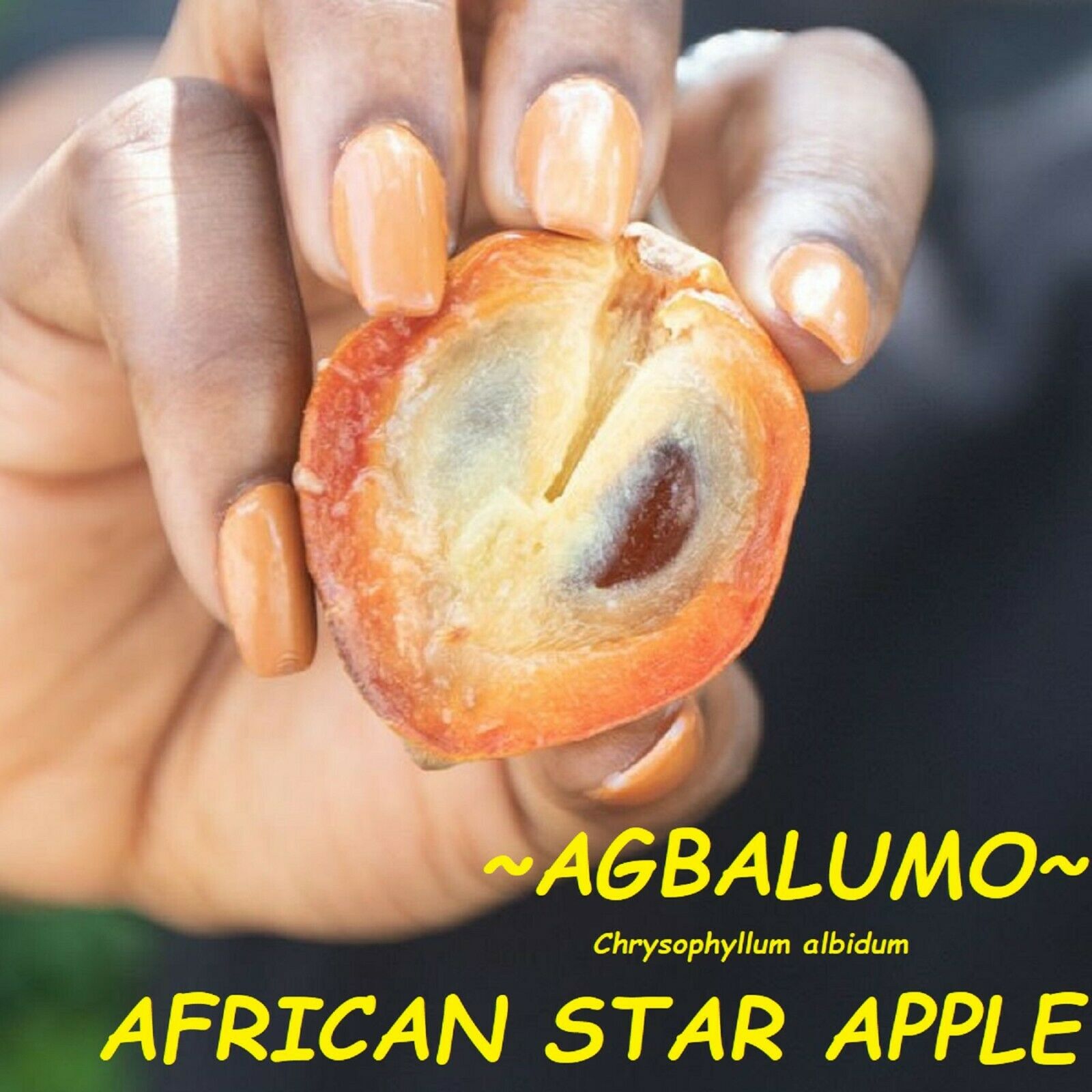 Polynesian Produce Stand ~agbalumo~ African Star Apple Chrysophyllum Albidum Fruit Tree Small