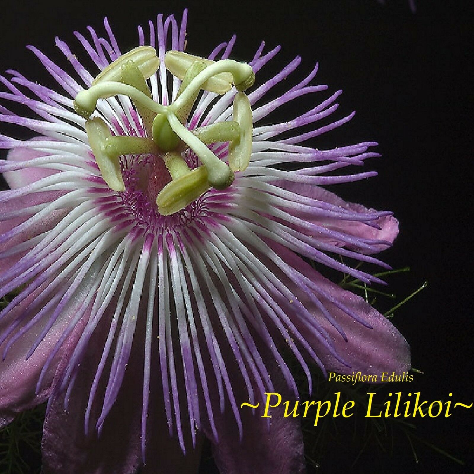 Polynesian Produce Stand ~purple Lilikoi~ Passiflora Edulis Edible
