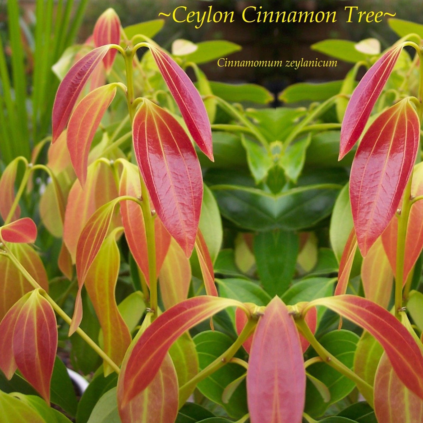 Polynesian Produce Stand Ceylon CINNAMON Tree LIVE SPICE TREE 