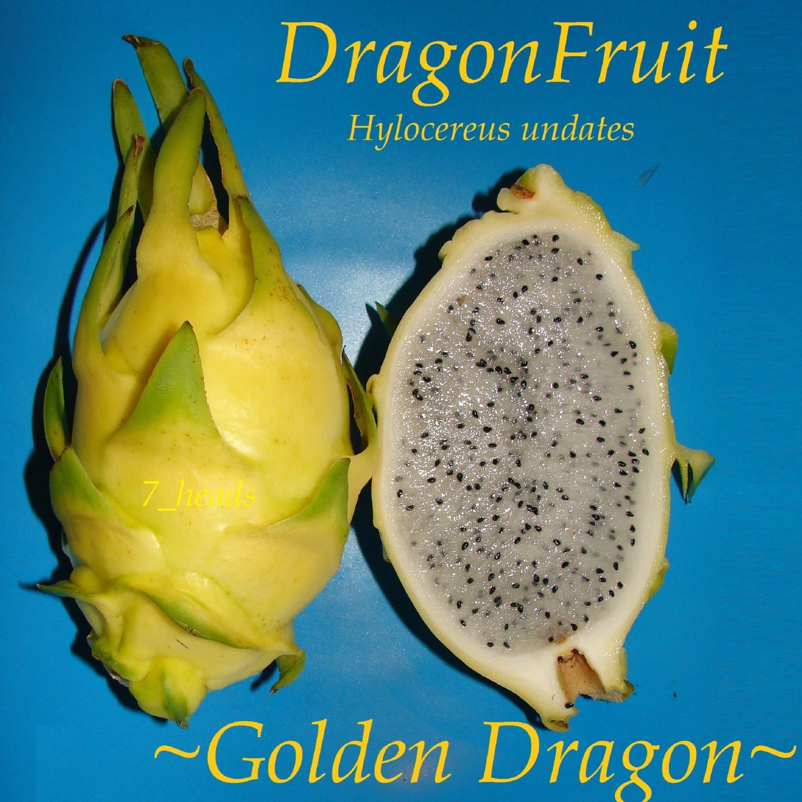Rare Yellow Dragon Fruit HYLOCEREUS UNDATUS 10 Fresh Seeds Yellow Pitaya