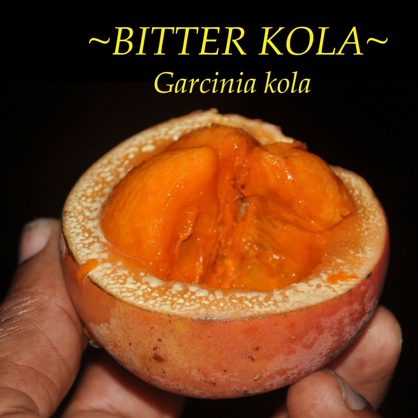 Polynesian Produce Stand BITTER KOLA Garcinia kola African