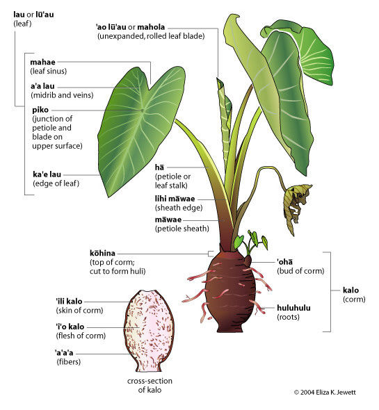 Pflanzen Sämereien And Zwiebeln ~maui Lehua~ Hawaiian Taro Uh085 Edible Colocasia Esculenta Live 3536