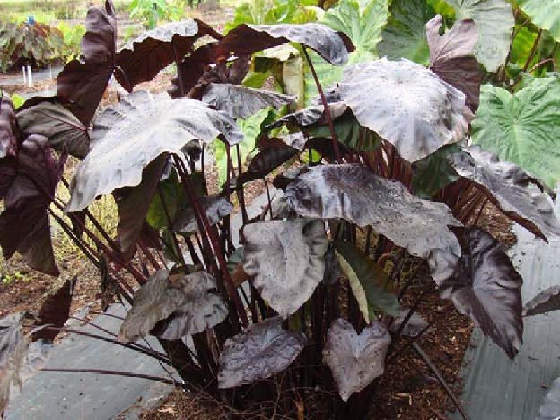 thumbnail image 2 of Black Lava Colocasia Elephant Ear – Small Rooted Starter Plant, Indoor/Outdoor, Tropical 2 of 6