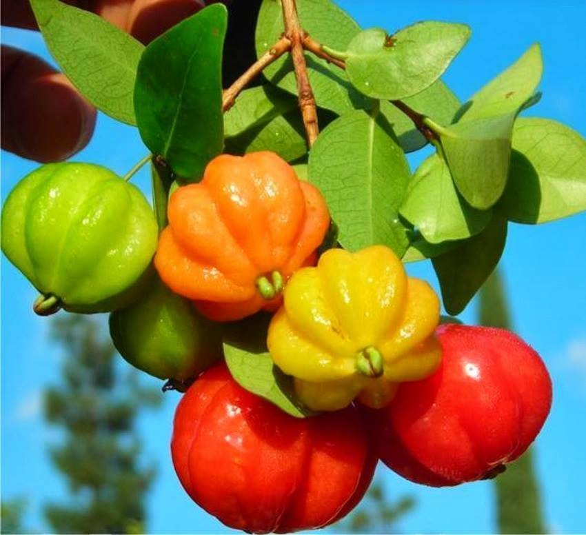 Polynesian Produce Stand : ~SURINAM CHERRY~ Fruit Tree YUMMY Red Fruits ...