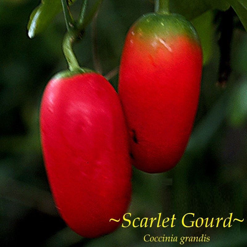 Ivy Gourd Seeds Tindora Kowai Fruit Coccinia Grandis Scarlet Gourd 25/40 Seeds