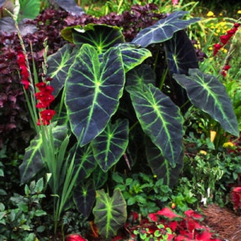 Polynesian Produce Stand : ~ILLUSTRIS~ Colocasia antiquorum ORNAMENTAL