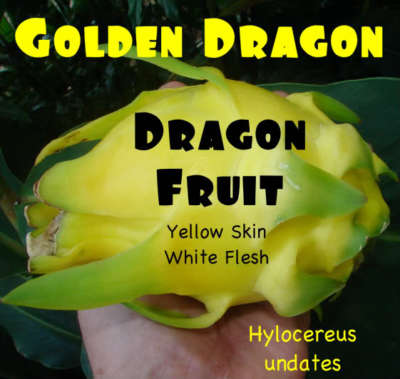 Hylocereus undatus Giant Hawaiian Gold Dragon Fruit 15 seeds 