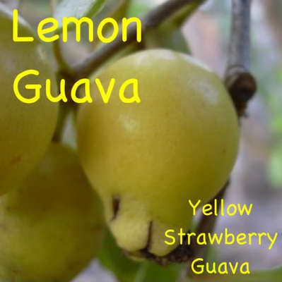 yellow strawberry guava