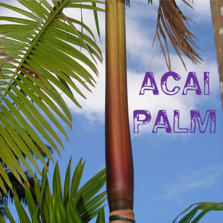 Polynesian Produce Stand : (3) Acai Palm Tree Euterpe oleracea LIVE