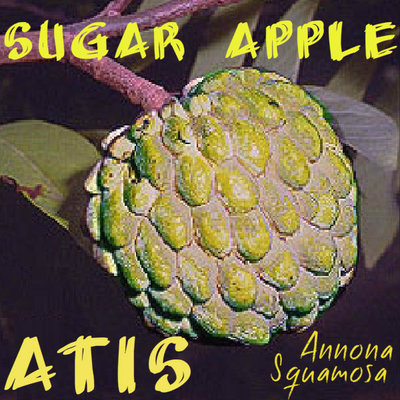 Polynesian Produce Stand Atis Sugar Apple Annona Squamosa Rare Fruit Tree Custard Apple Live 25 Seeds
