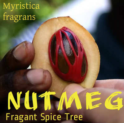 Polynesian Produce Stand NUTMEG Fragrant SPICE Tree SEEDS