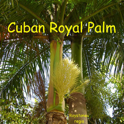 Shop Our Florida Royal Palm, Cuban Royal Palm | Eureka Farms