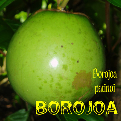 Polynesian Produce Stand BOROJOA 5 Seeds Legendary Colombian