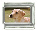 To add this item in your Shopping Cart drag and drop this picture there
