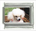 To add this item in your Shopping Cart drag and drop this picture there