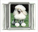 To add this item in your Shopping Cart drag and drop this picture there