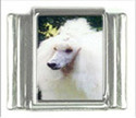 To add this item in your Shopping Cart drag and drop this picture there