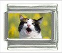 To add this item in your Shopping Cart drag and drop this picture there