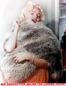 To add this item in your Shopping Cart drag and drop this picture there