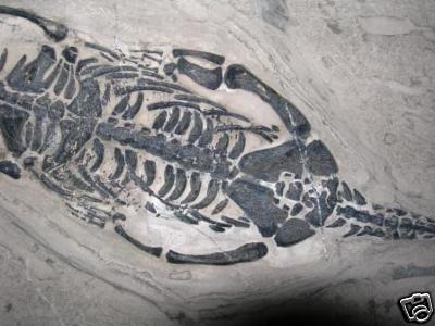 keichousaurus fossil for sale