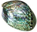 119mm Charming Abalone Pearl Shell (1 pc )    