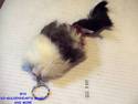 FURRY PET KEYCHAIN SQUEAKS CHOOSE FROM 11 DIFFEREN