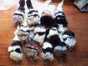 LOT OF 12 FURRY PET SQUEAKY KEYCHAINS 